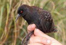 Research: Mystery of the ‘bird from Atlantis’ solved —