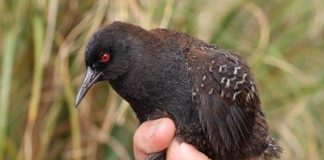 Research: Mystery of the ‘bird from Atlantis’ solved —