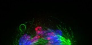 Study: Cancer drug insight tactic could spell double trouble for tumors — (Details)