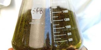 Study: Searching in soil, scientists find a new way to combat tuberculosis — (Details)