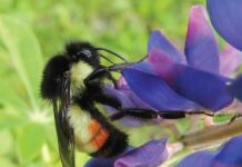 Research: Bee diversity and richness decline as anthropogenic activity increases, scientists confirm —