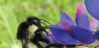 Research: Bee diversity and richness decline as anthropogenic activity increases, scientists confirm —