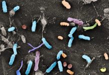 Research: Plants rely on their resident bacteria to protect them from harmful microbes —