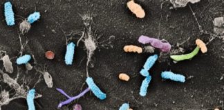 Research: Plants rely on their resident bacteria to protect them from harmful microbes —