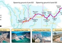 Research: Yangtze dams put endangered sturgeon’s future in doubt —