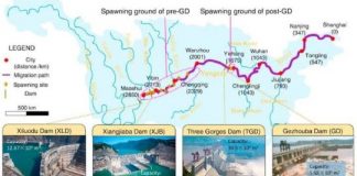 Research: Yangtze dams put endangered sturgeon’s future in doubt —