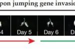 Study: How invading jumping genes are thwarted — (Details)