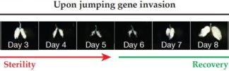 Study: How invading jumping genes are thwarted — (Details)