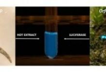 Research: Bioluminescent substance discovered in Brazilian cave worm larva —