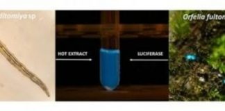 Research: Bioluminescent substance discovered in Brazilian cave worm larva —