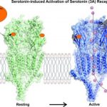 Study: High-tech microscope reveals receptor in action, with focus on drug development — (Details)
