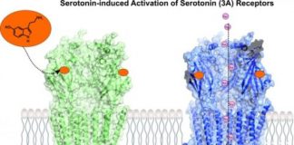 Study: High-tech microscope reveals receptor in action, with focus on drug development — (Details)