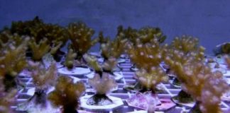 Research: Study may help explain how corals deal with stress under future climate change scenarios —