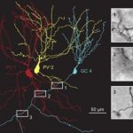 Study: Connectivity in the dentate gyrus supports pattern separation — (Details)