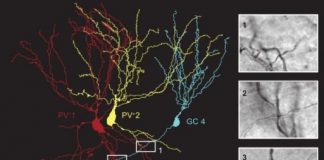 Study: Connectivity in the dentate gyrus supports pattern separation — (Details)