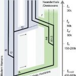 Study: How cancer-causing papillomaviruses evolved — (Details)