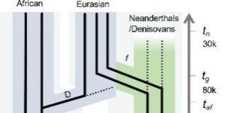 Study: How cancer-causing papillomaviruses evolved — (Details)