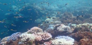 Research: ‘Robust’ corals primed to resist coral bleaching —