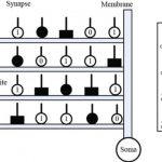 Study: Training with states of matter search algorithm enables neuron model pruning — (Details)