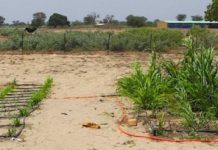 Research: New study finds drought-resistant native plant can irrigate food crops —