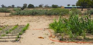 Research: New study finds drought-resistant native plant can irrigate food crops —