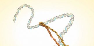 Research: Scientists settle argument over structure of condensin complex in every cell —