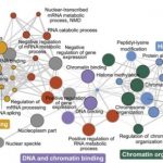 Study: Unraveling a genetic network linked to autism — (Details)