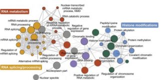 Study: Unraveling a genetic network linked to autism — (Details)