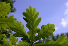 Research: Seed banking not an option for over a third of threatened species —