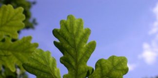 Research: Seed banking not an option for over a third of threatened species —