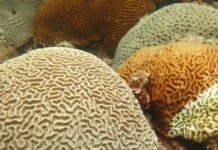 Research: Corals produce molecules that can help resist disease —