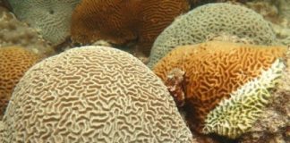 Research: Corals produce molecules that can help resist disease —