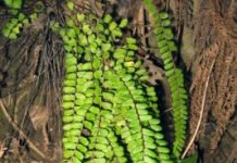 Research: Fern plant infusion keeps the doctor away in Medieval Europe —