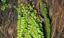 Research: Fern plant infusion keeps the doctor away in Medieval Europe —