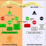 Study: Is foraging behaviour regulated the same way in humans and worms? — (Details)