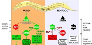 Study: Is foraging behaviour regulated the same way in humans and worms? — (Details)
