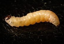 Research: Caterpillar, fungus in cahoots to threaten fruit, nut crops, study finds —