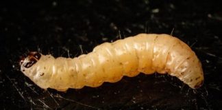 Research: Caterpillar, fungus in cahoots to threaten fruit, nut crops, study finds —