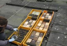 Research: Olive oil and fungus protect wood from wood rot —