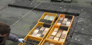 Research: Olive oil and fungus protect wood from wood rot —