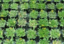 Research: Small genetic differences turn plants into better teams —