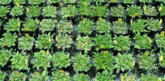 Research: Small genetic differences turn plants into better teams —