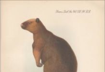 Research: More affordable and effective conservation of species —