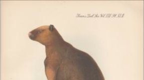 Research: More affordable and effective conservation of species —