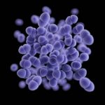 Study: Simple method for linking molecules could help overcome drug resistant infections — (Details)