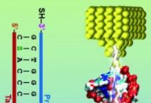 Tech: Detecting E. coli strains using molecular electronics — (Report)