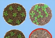 Research: Gene regulator that allows plant rehydration after drought —