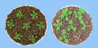 Research: Gene regulator that allows plant rehydration after drought —