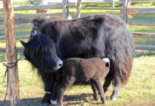 Research: Dairying of cattle, sheep, and goats was established in northern Mongolia by 1300 BC —