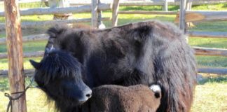 Research: Dairying of cattle, sheep, and goats was established in northern Mongolia by 1300 BC —